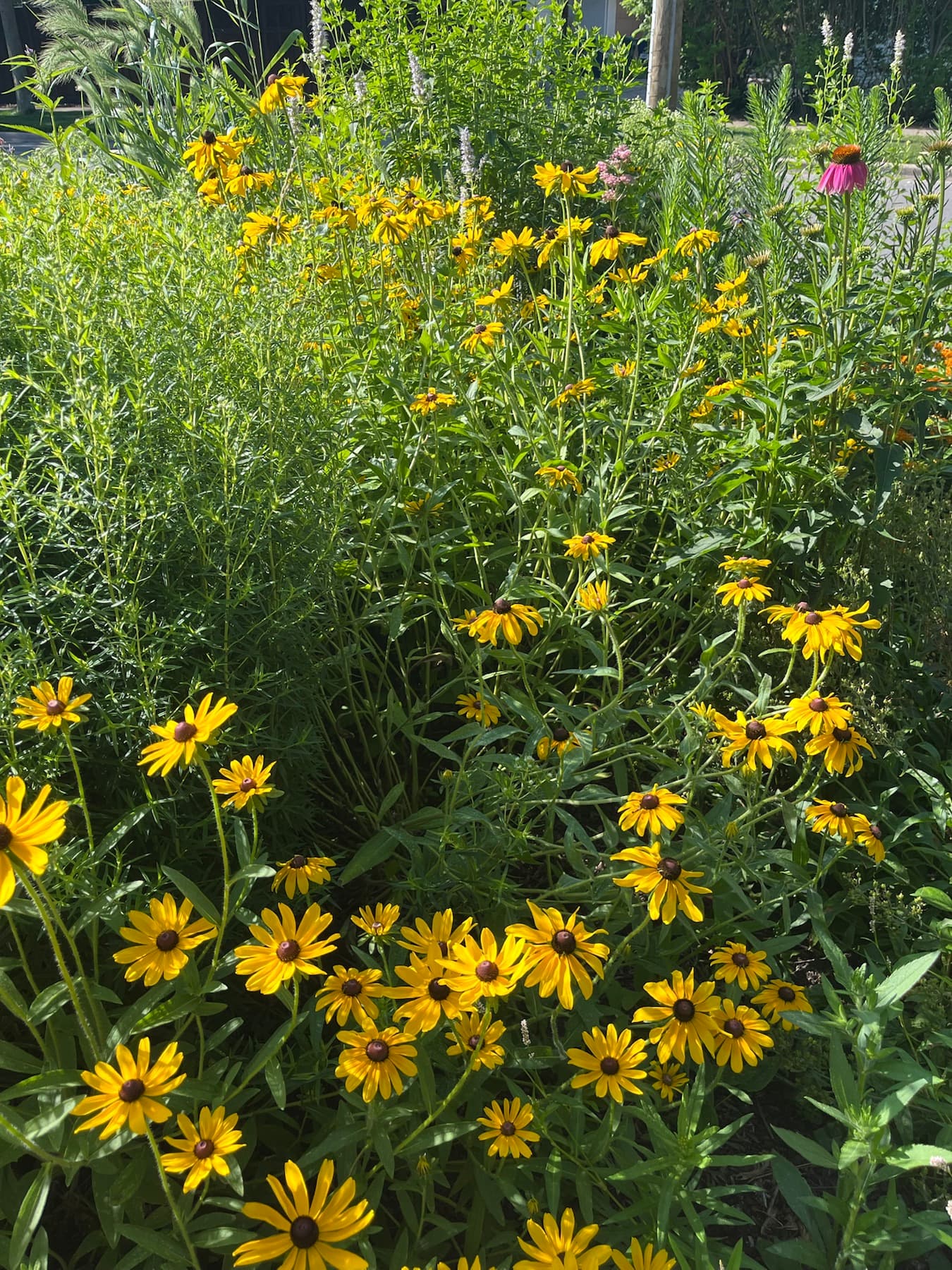 A starter patch can look good fast.